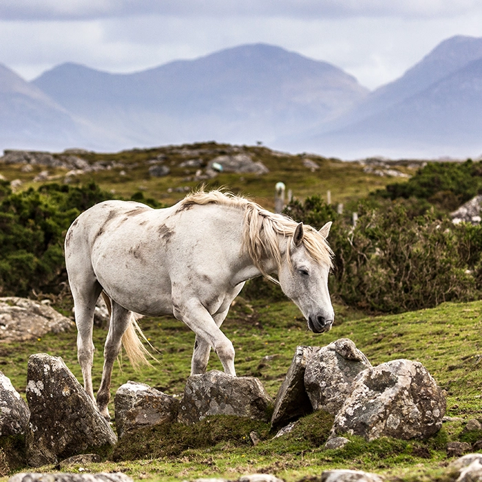 Connemara | Ireland | MICE Travel | Horizons