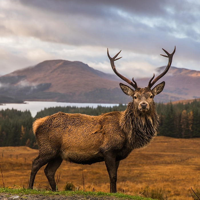 Stag | Scotland | MICE Travel | Horizons