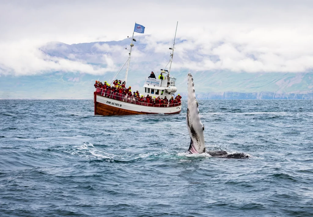Whale watching