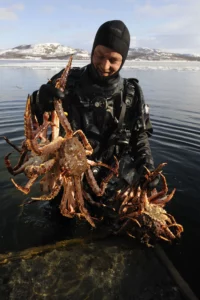 Kirkenes King Crab