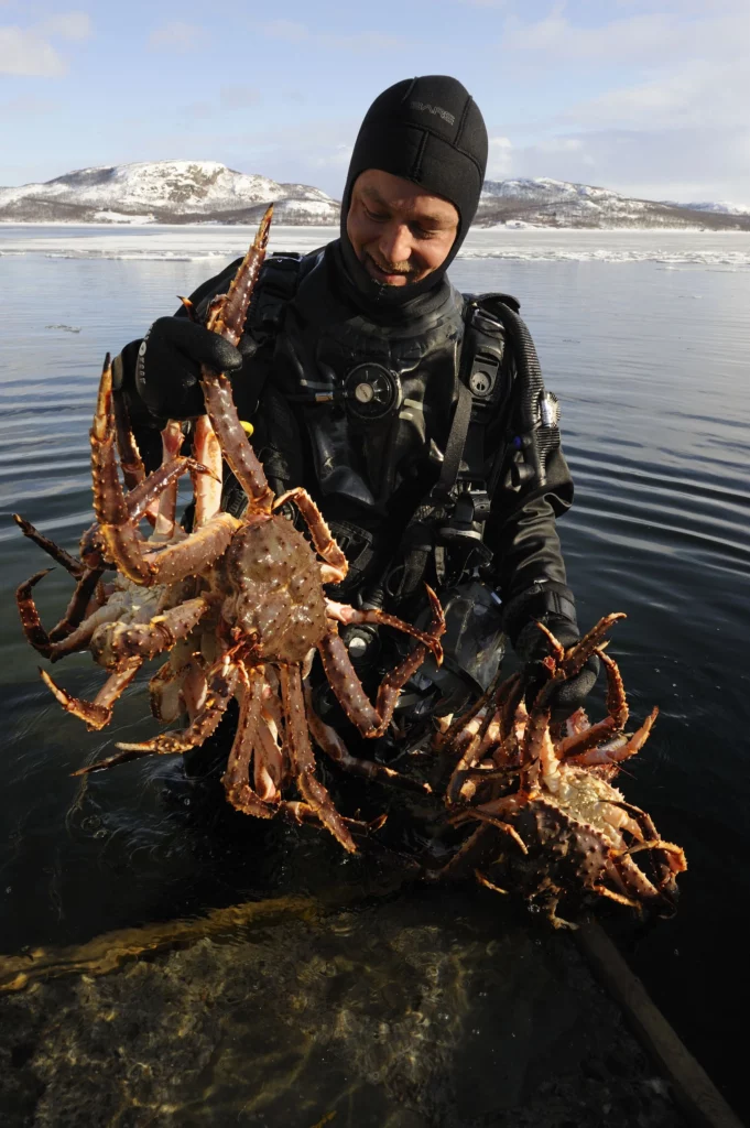 Kirkenes King Crab