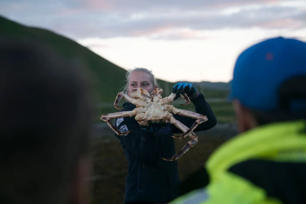 Kirkenes King Crab