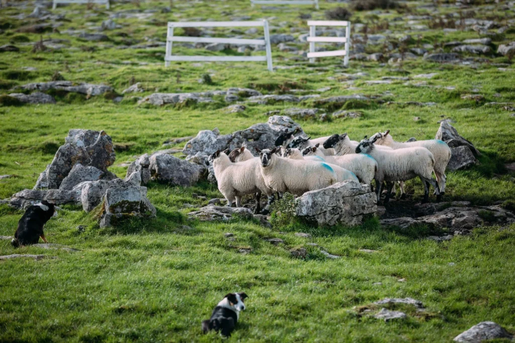 Sheepherding 
in Dingle