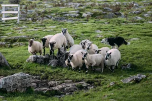 Sheepherding 
in Dingle