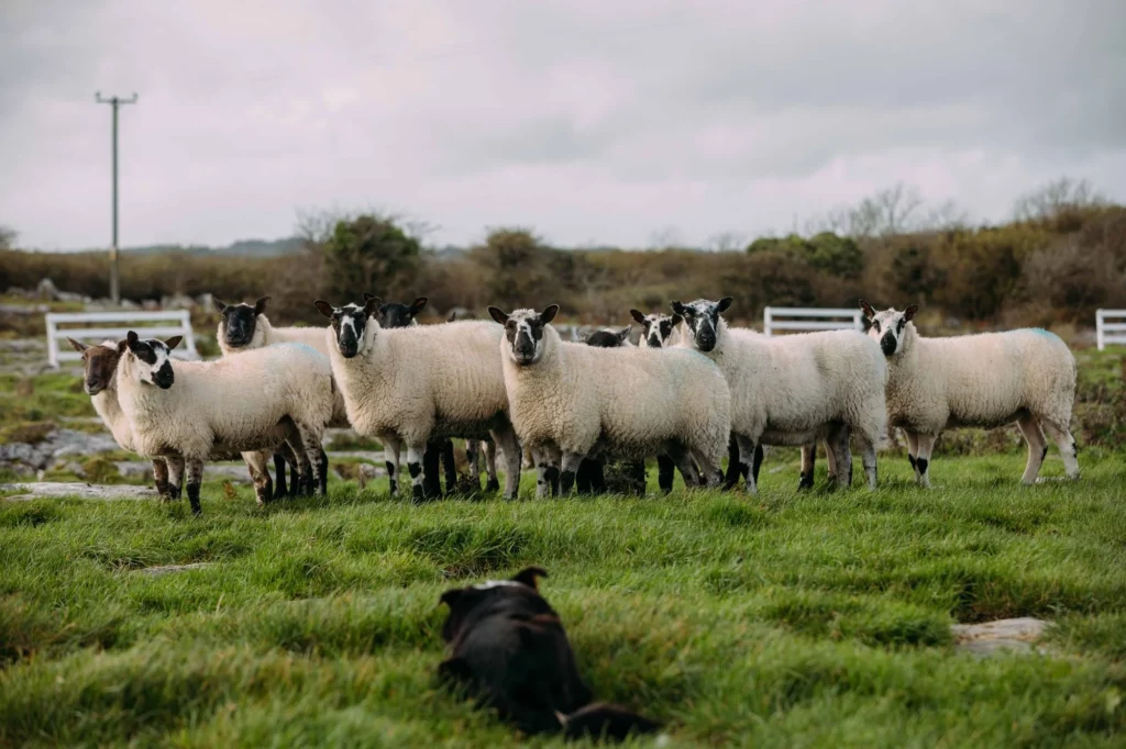 Sheepherding 
in Dingle