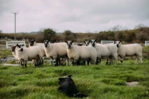 Sheepherding 
in Dingle