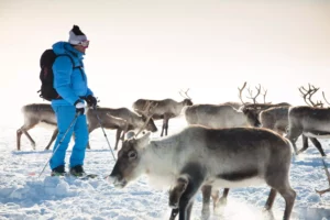 Husky and Reindeer Sledding