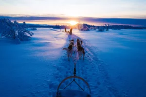 Husky and Reindeer Sledding
