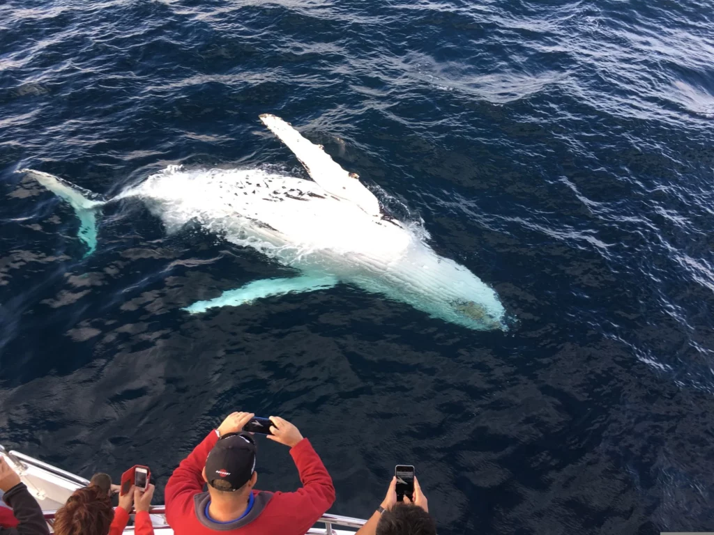 Observing whales in the Moray Firth