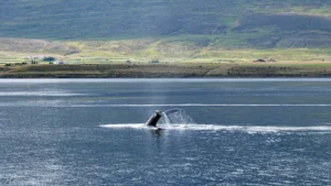 Observing whales in the Moray Firth