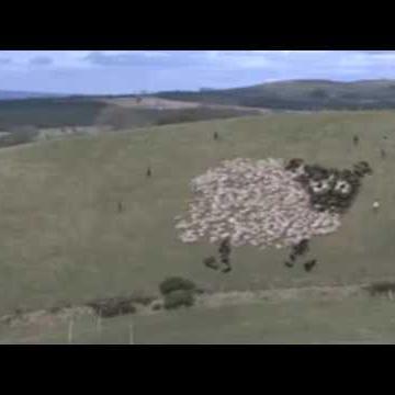 Extreme sheep herding using high technology!