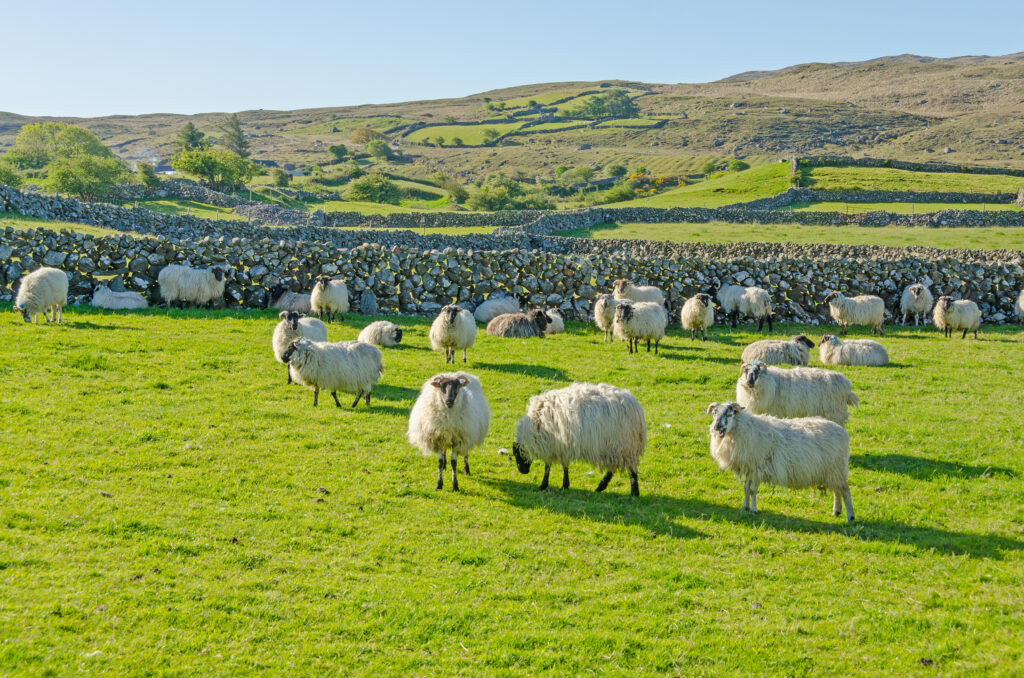 Celebrate St Patrick's Day the Green Way!