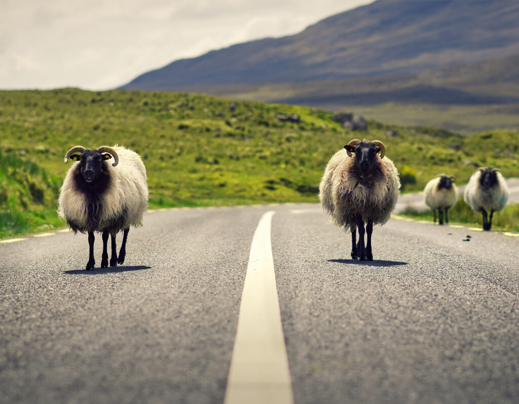 The Emerald Isle’s Journey to a Greener Future