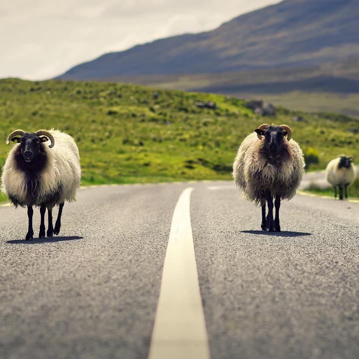 🍀 Exploring Ireland’s Green Transformation!