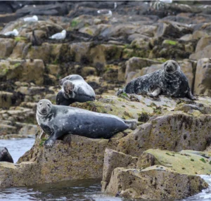 Puffin & Seabird Cruise