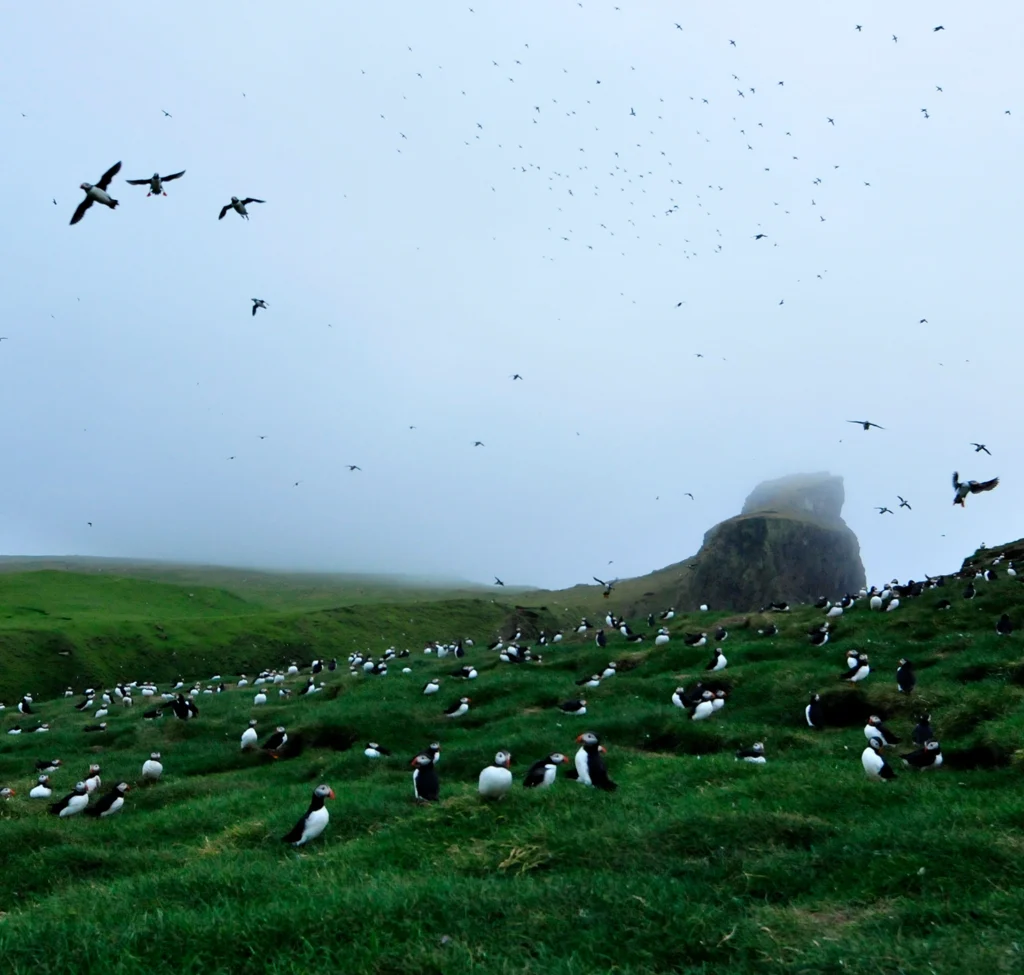 Puffin & Seabird Cruise