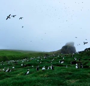 Puffin & Seabird Cruise